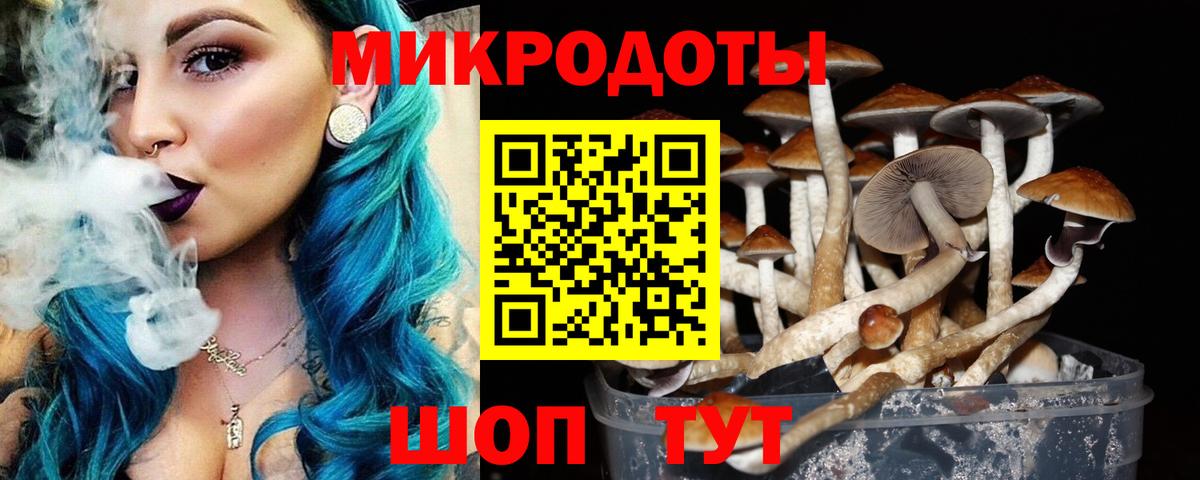 Псилоцибиновые грибы Psilocybine cubensis Михайловск